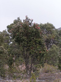 オヒア樹木